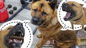 Пёс Кубик совсем гаражным стал. Артём радуется новой игрушке, вместо того, чтобы заняться делом