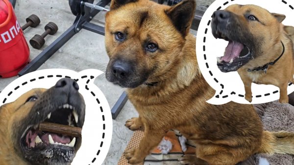 Пёс Кубик совсем гаражным стал. Артём радуется новой игрушке, вместо того, чтобы заняться делом