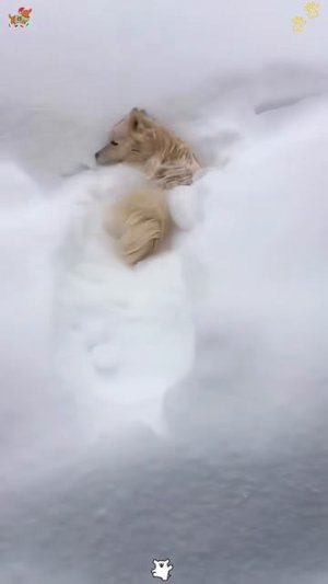 Собаки Приколы