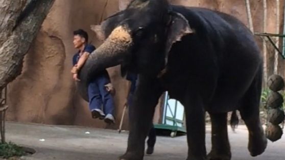 Шоу слонов!