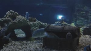 Малабарская кавалла. Мурены в сундуке. Губан Маори. Горбатый красный луциан. Рыбки. Океанариум РИО