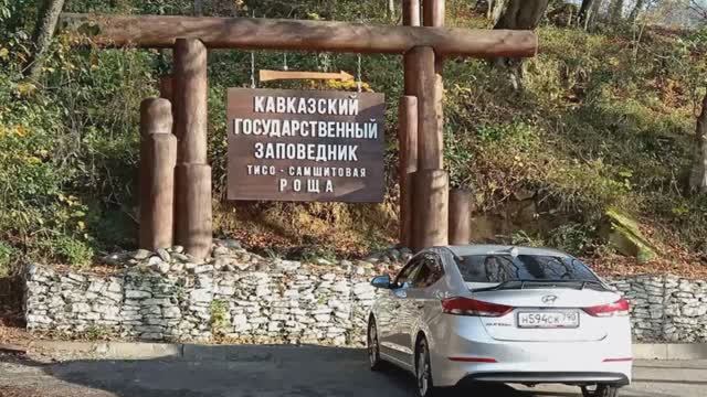 Прогулка в Тисо-самшитовую рощу. Часть 1. смотреть онлайн