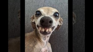 смешные фото 🤣