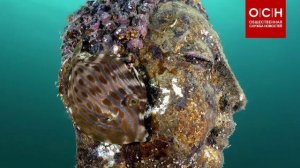 "Уставшая рыба" победила на конкурсе подводной фотографии