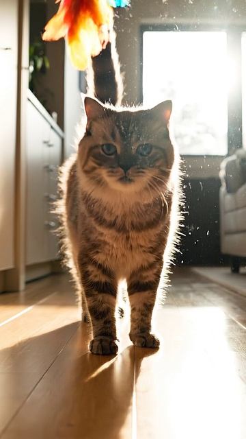 Cats are Little fuzzies / Котики Маленькие пушистики #shorts #cat #видосыоткота #cute #веселыекоты смотреть онлайн