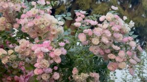 Июль в Саду Вечер 24 июля 2025 часть 4