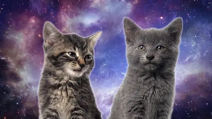 Space Cats — Magic Fly 😺😻 Котики поют 😻