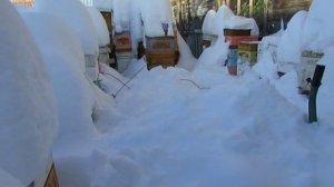 гибель пчел в феврале , корм есть но пчелы слабого отводка просто замерзли , 4.02.2026