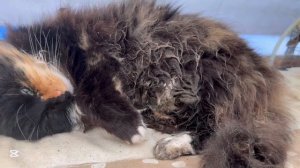 ❤️Потери рассады/ Закупили дерево/ Устраняем недочеты в доме/ Гулять, так гулять