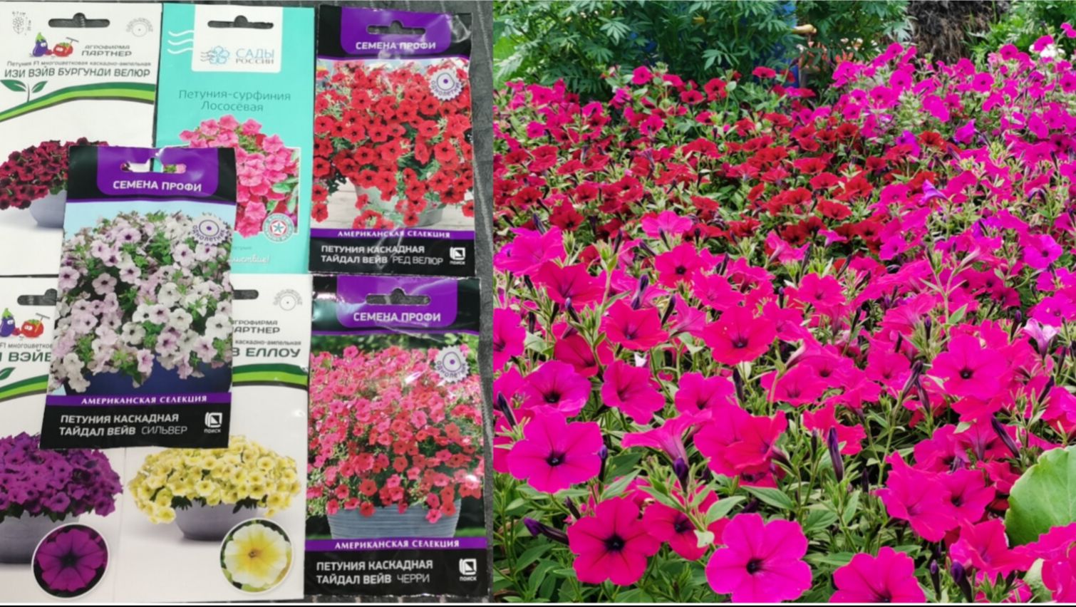 Сеем на рассаду в феврале для красивого огорода в деревне уже 7 февраля! смотреть онлайн