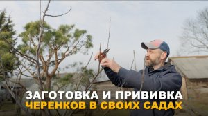 ЛУЧШЕЕ ВРЕМЯ ЗАГОТАВЛИВАТЬ ЧЕРЕНКИ НАСТУПИЛО. Заготовка и хранение черенков для весенней прививки.