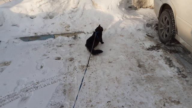 Мишка вышел погулять.