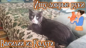 Ищу Добрые руки. Василий из Калуги.
