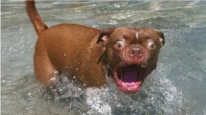 ВИДЕО ПРИКОЛЫ ЗАБАВНЫЕ ВСТРЕЧИ ЖИВОТНЫХ С ВОДОЙ!  #2