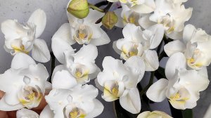 Сажаю только так и растут слонами! Ее никто не хотел покупать 😔Снимаю деток с пней