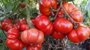 ТОП-3 высокорослых томата, которые не подведут!