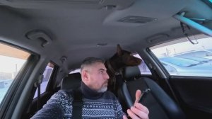 Что случилось с лапой у Люцифера? Срочно к ветеринару!