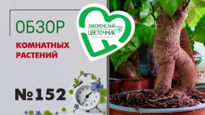 Обзор растений: сингониумы, вариегатные монстеры, стрелиции, каллы, алоказии, крассулы, кактусы №152