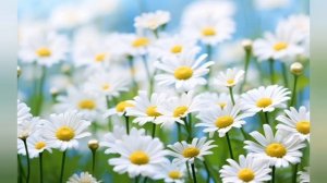 Ромашка белая лепесточки нежные