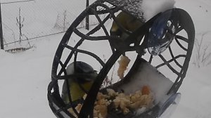 Большому куску и клюв рад