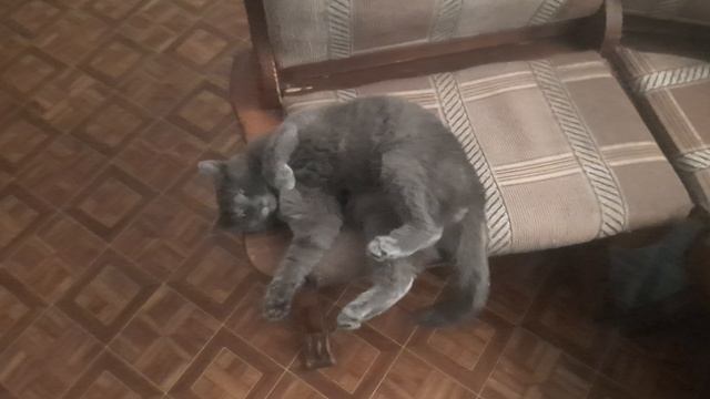 Барс 4.02.26(0+)