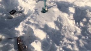 поимка форели