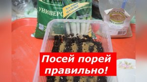 Лук-порей на рассаду: пошаговая инструкция