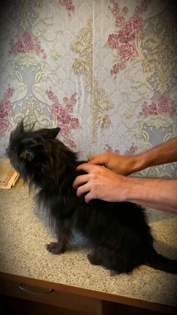 Собачья жизнь 🐶💒😍