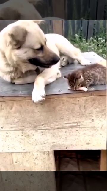 Угощенье другу