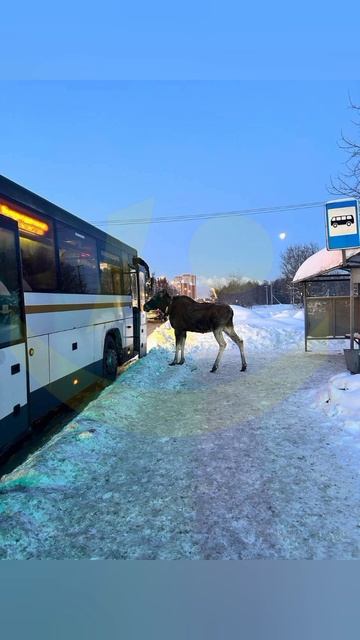 ДО МОСКВЫ ПОДБРОСИШЬ))). смотреть онлайн