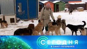 «Сегодня в Санкт-Петербурге»: 4 февраля 2026 года