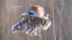 Зимующие в Петербурге чёрные дрозды, усатая синица в тростнике и яркие пернатые — снегири