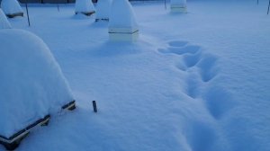 Ульи занесло снегом