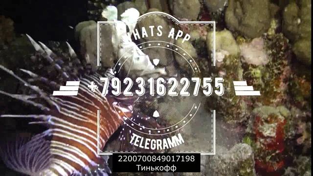 Очередная тупица отТинькова