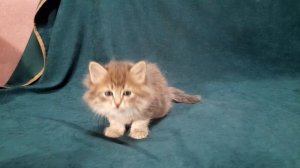 Нежность Baraj*RU