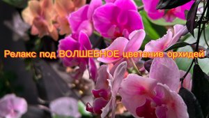Вальс Цветущих ОрХиДеЙ 🌸🌼🌺 #орхидеи
