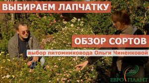 Сорта лапчатки кустарниковой, обзор, новинки, селекция. Сад и питомник Ольги Чиненковой. Ленобласть