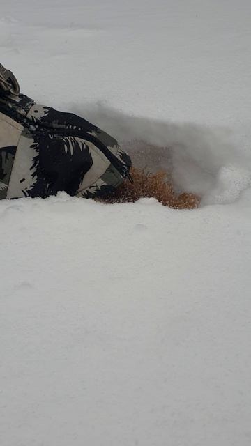 Английский кокер спаниель Арчи ныряет в снег#shorts смотреть онлайн