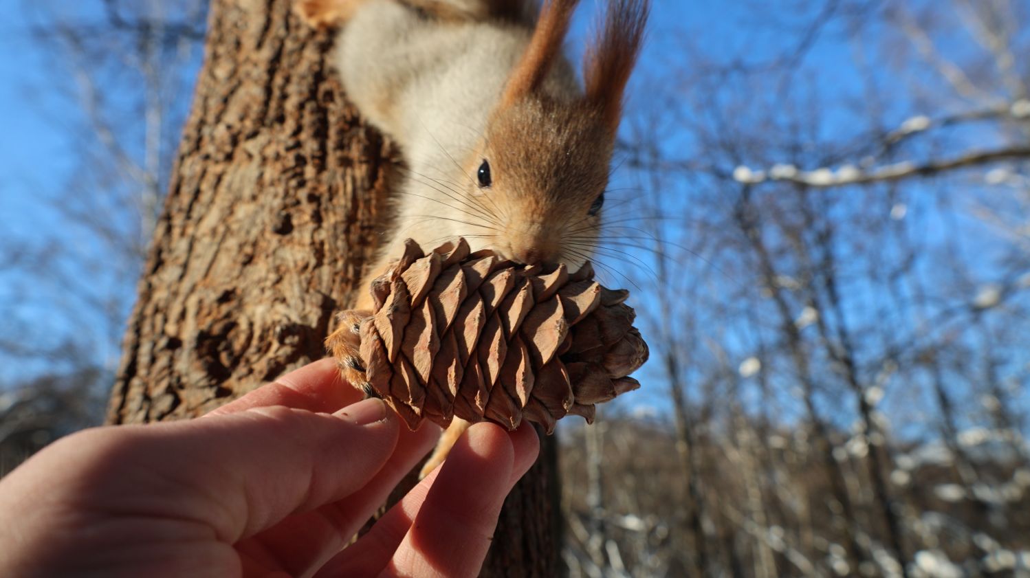 Белка с глазиком и Белка с хвостиком. Зарисовка смотреть онлайн