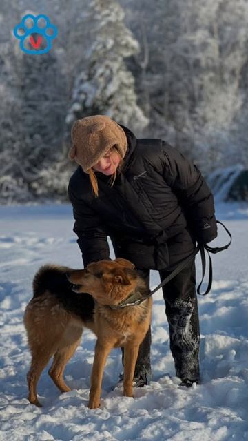 Друзья, приглашаем волонтёров на прогулки с собаками в воскресенье, 8 февраля, в 12:00! 🐕🐾