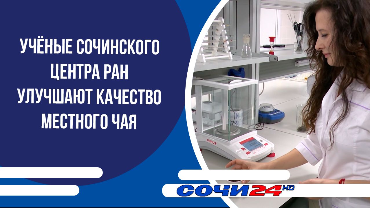 Учёные сочинского центра РАН улучшают качество местного чая смотреть онлайн