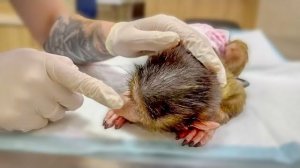 У Мани плохой диагноз, скорее всего она обречена, но мы будем бороться до последнего и надеяться!