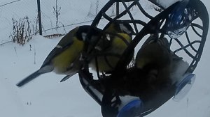 Синицы ужинают