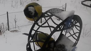 Затишье, синицы обедают.