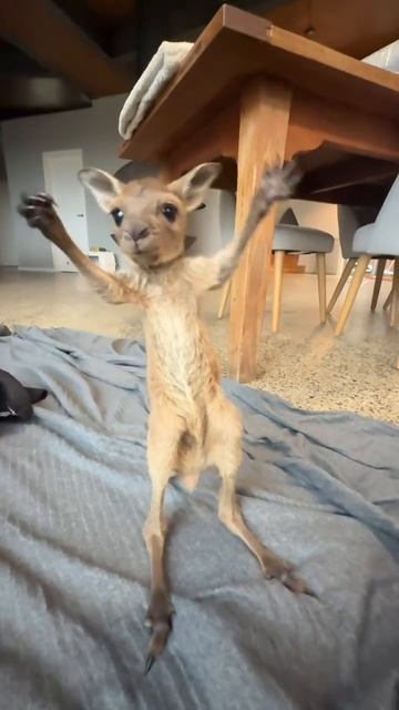 Милота ❤️ смотреть онлайн