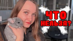 Что нельзя давать шиншилле? Но вы это даете...