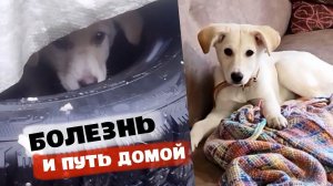 Щенок из покрышки заболел. Полет в семью под вопросом.
