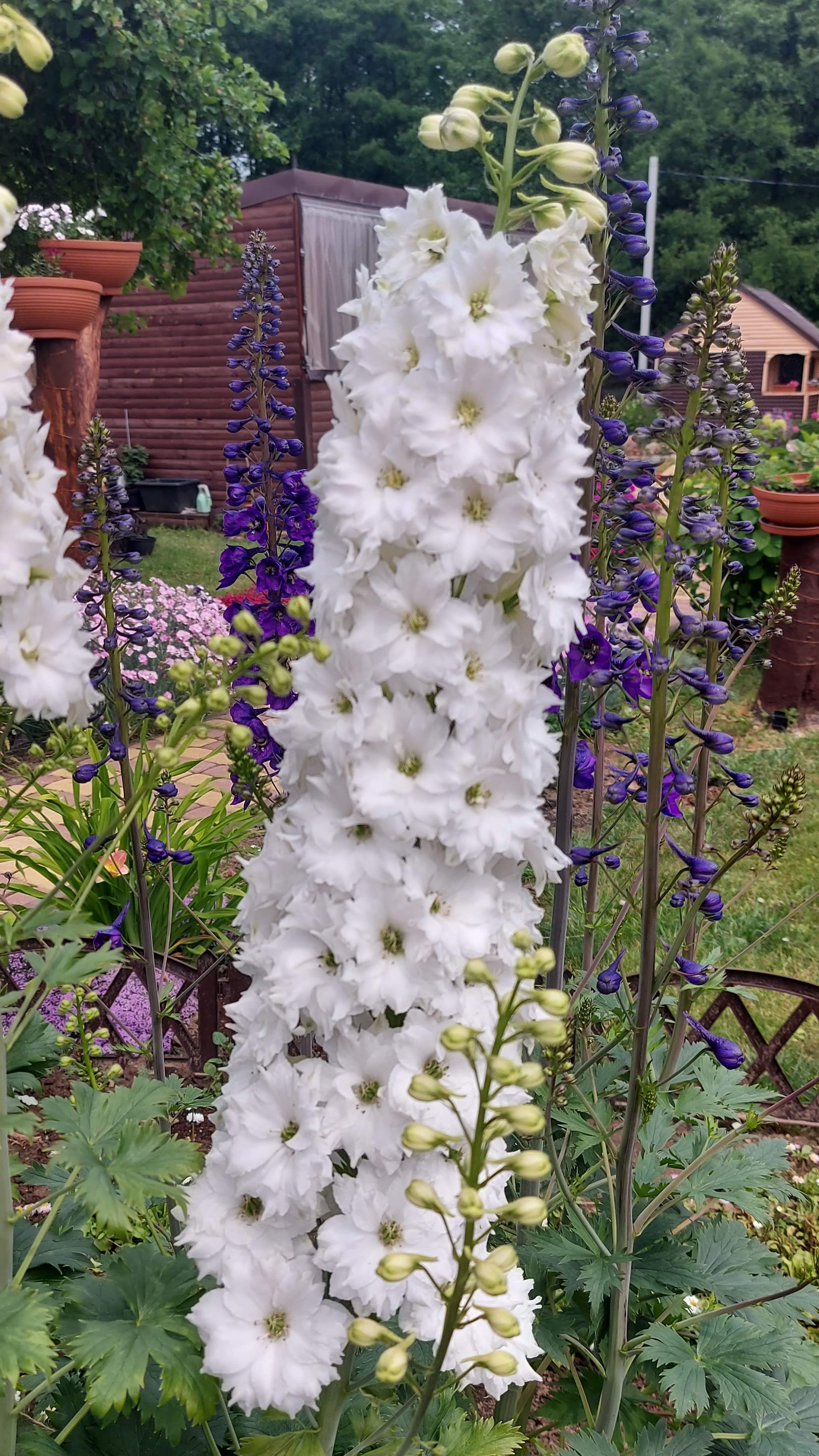 Новозеландский дельфиниум-цветок,который покоряет🩵 смотреть онлайн