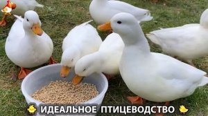 Идеальное птицеводство достойно восхищения 🐓🦆🦢🦚🦃🐔 эпизод (453)