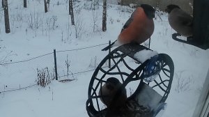 Эта кормушка слишком мала для двух снегирей